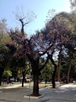 Villa c. alberi secchi