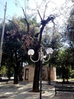 Villa c. alberi secchi1