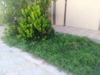 erbacce