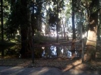 alberi cimitero