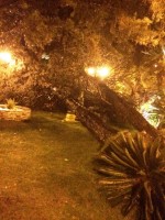 love garden