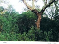 L'habitat del boschetto Lucci