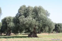 ULIVI