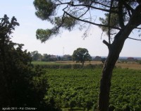 Il vigneto adiacente all’antico aeroporto di San Vito dei Normanni, oggi in disuso (la foto è scattata dall’edificio che fu la caserma della Luftwaffe). 