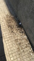 escrmenti piccioni