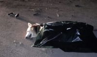 cane ucciso