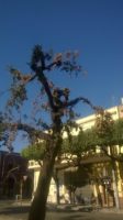 alberi secchi villa