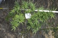 marijuana2