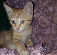 gattina1