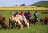 maasai1