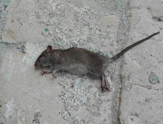 topo-morto-cvico-dei-gaza