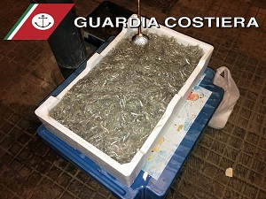 Novellame sequestrato dalla Guardia costiera di Brindisi-2