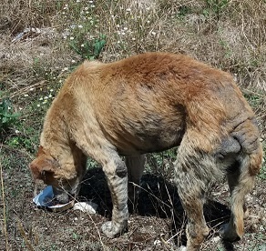 cane randagio
