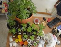 piante di marijuana