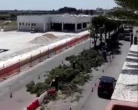 taglio alberi in viale Indipendenza