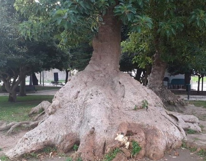 L'albero ferito