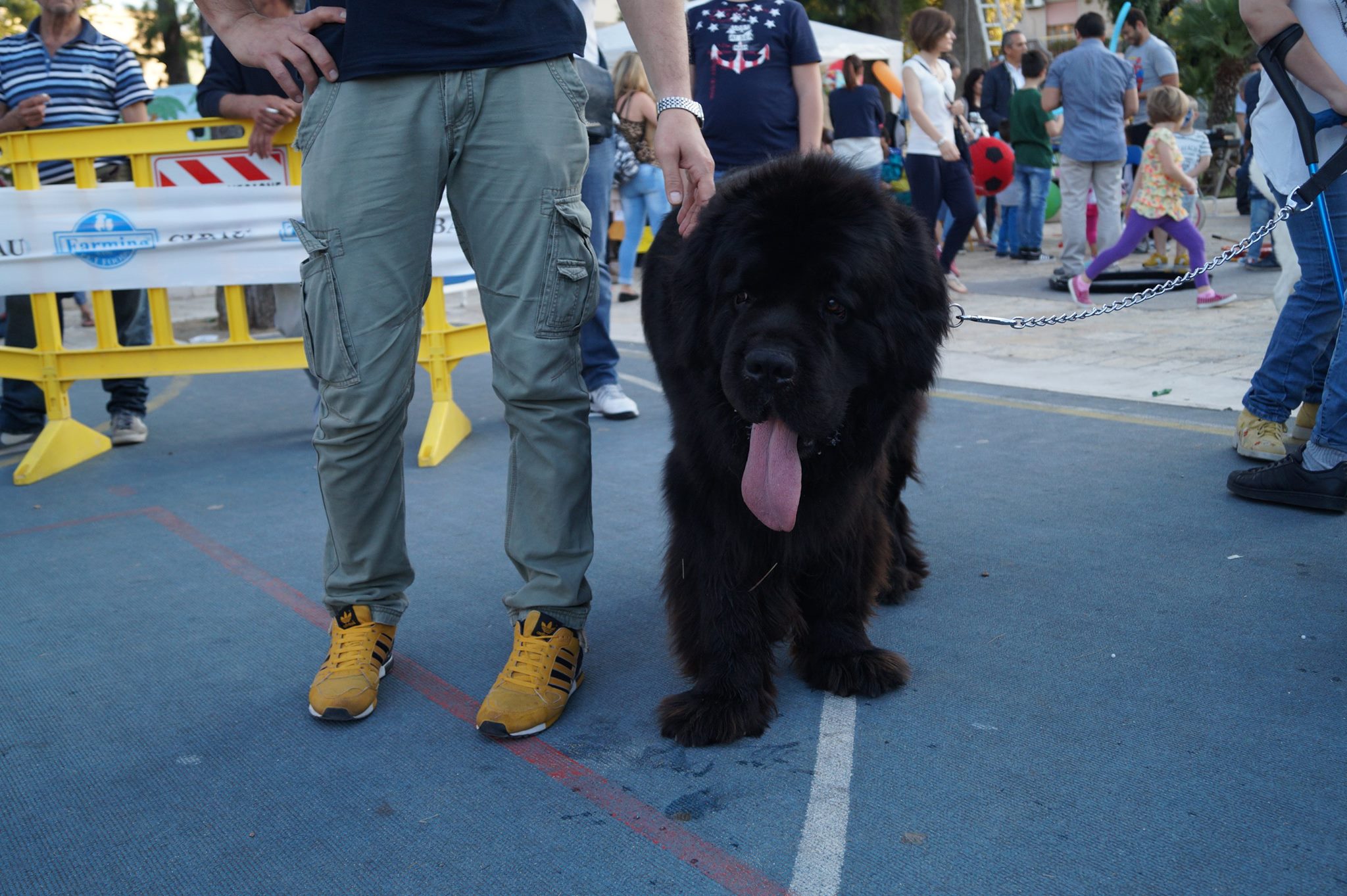 cane vincitore
