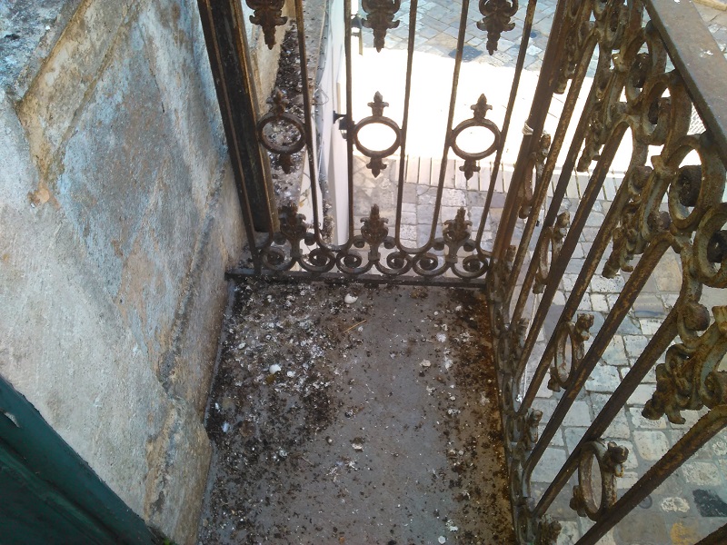 guano