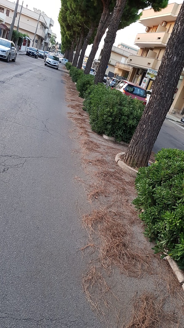viale indipendenz542