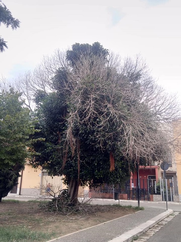 albero0