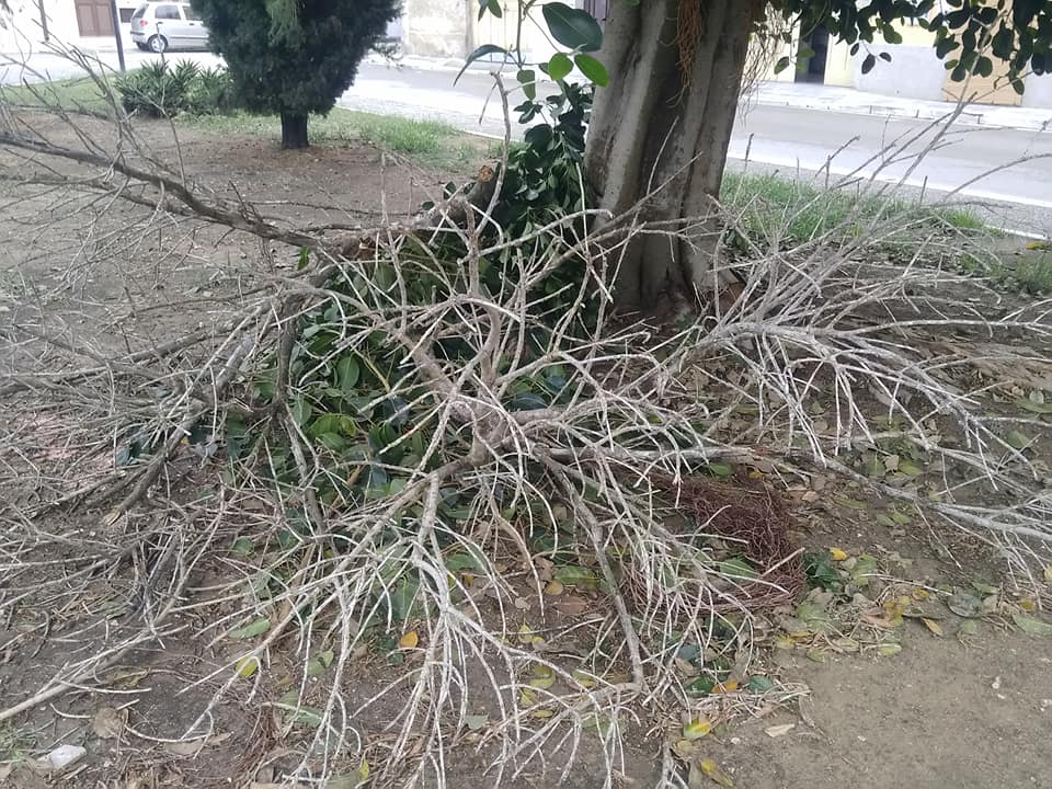 albero1