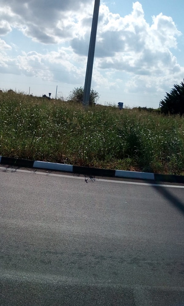 rotatoria via S Pancrazio2