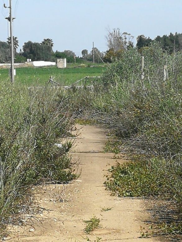 pista ciclabile s rosa