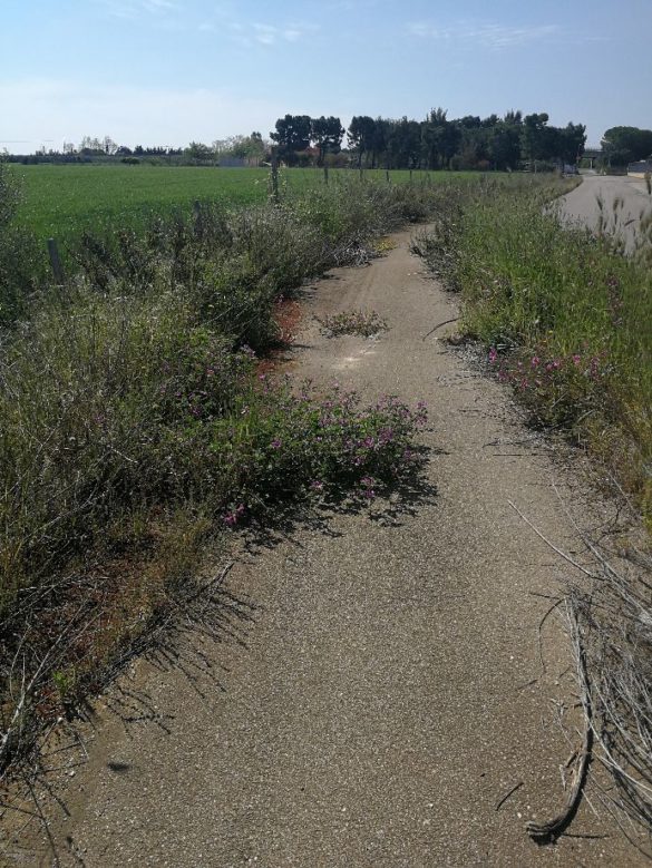 pista ciclabile s rosa2