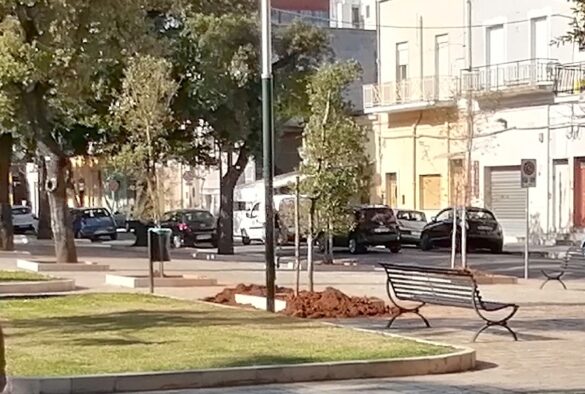 nuovi alberi