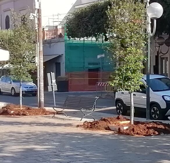 nuovi alberi1