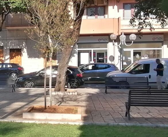 nuovi alberi2