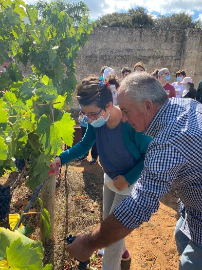 coop Alba vendemmia