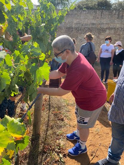 coop Alba vendemmia1