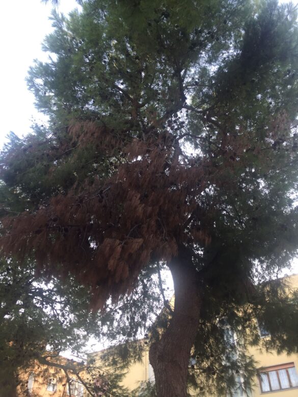 alberi