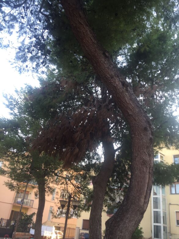 alberi1