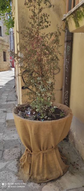 piante secche1