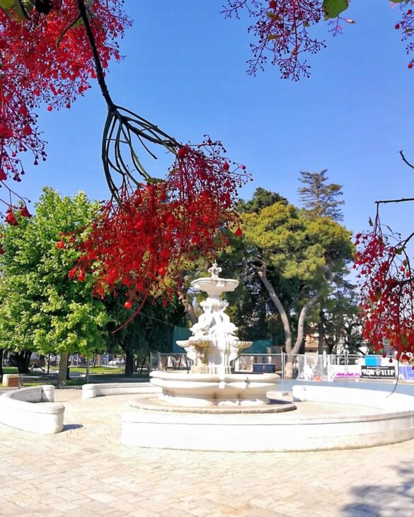 albero fuoco0