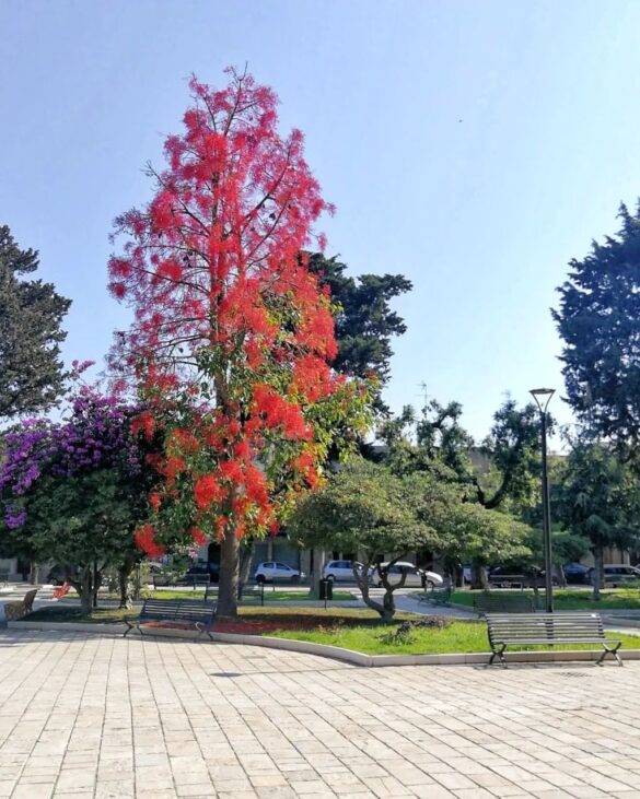 albero fuoco01