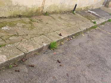 defecazioni canine1