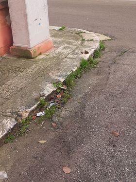 defecazioni canine2