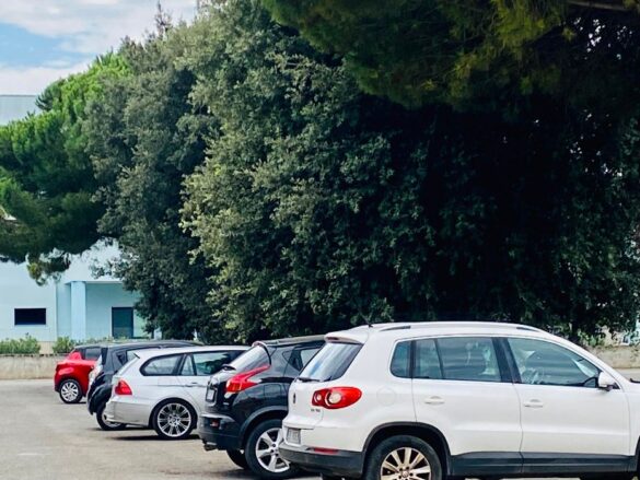 alberi liceo