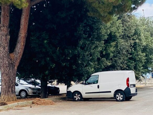 alberi liceo0