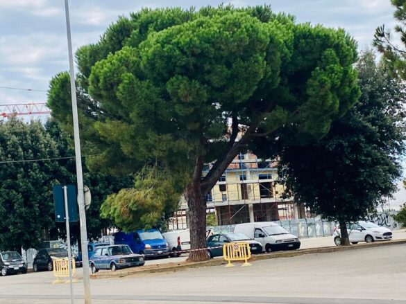 alberi liceo2