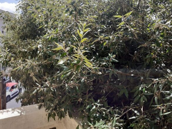 chiome alberi entrano nelle abitazioni
