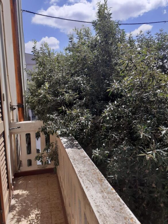 chiome alberi entrano nelle abitazioni1