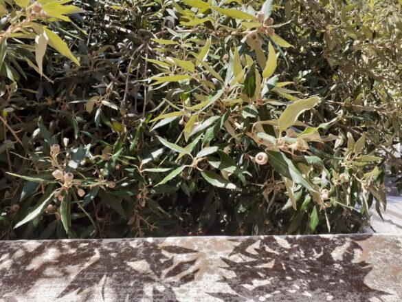chiome alberi entrano nelle abitazioni2