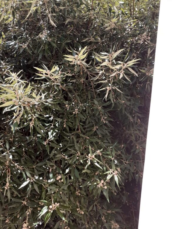 chiome alberi entrano nelle abitazioni3